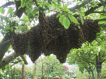 Der Bienenschwarm