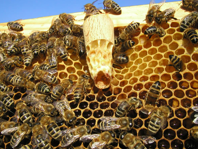 Die drei Bienenwesen